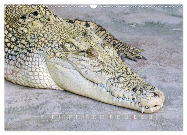 Produktbild: Krokodile & Alligatoren (Wandkalender 2026 DIN A3 quer), CALVENDO Monatskalender