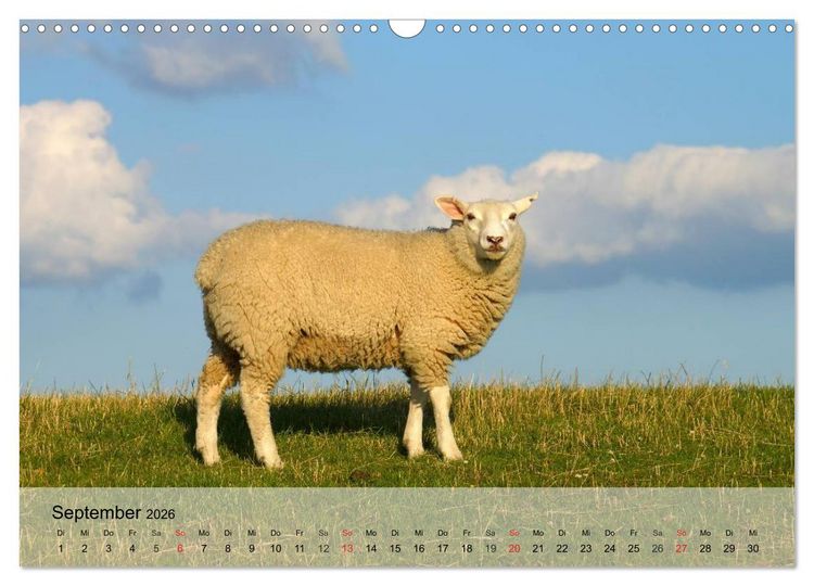 Produktbild: Schafe z&auml;hlen leicht gemacht! (Wandkalender 2026 DIN A3 quer), CALVENDO Monatskalender