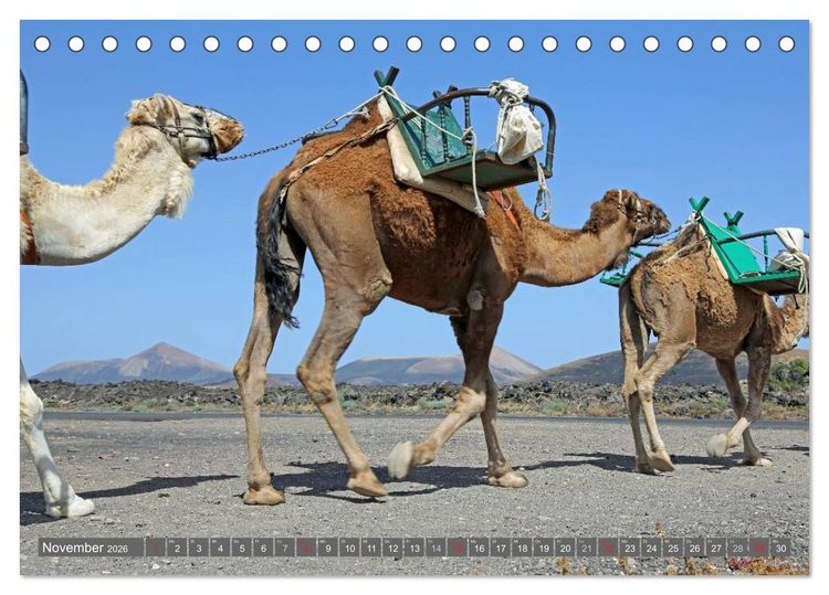Produktbild: Urlaub auf Lanzarote (Tischkalender 2026 DIN A5 quer), CALVENDO Monatskalender