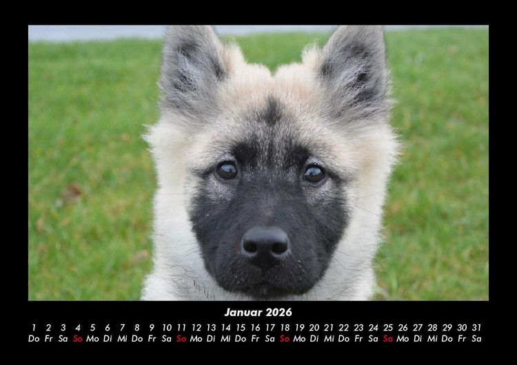 Produktbild: Welpen 2026 Fotokalender DIN A3