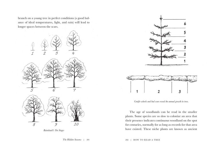 Produktbild: How to Read a Tree