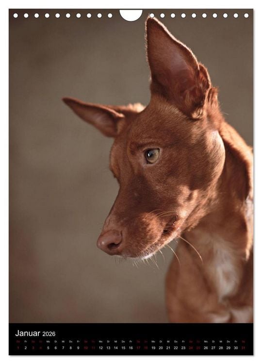 Produktbild: Stille Momente - Die sensible Seite der Hunde (Wandkalender 2026 DIN A4 hoch), CALVENDO Monatskalender