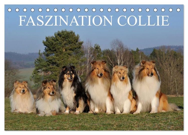 Produktbild: Faszination Collie 2026 (Tischkalender 2026 DIN A5 quer), CALVENDO Monatskalender