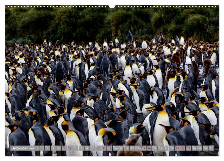 Produktbild: Einfach liebenswert diese Pinguine (hochwertiger Premium Wandkalender 2026 DIN A2 quer), Kunstdruck in Hochglanz