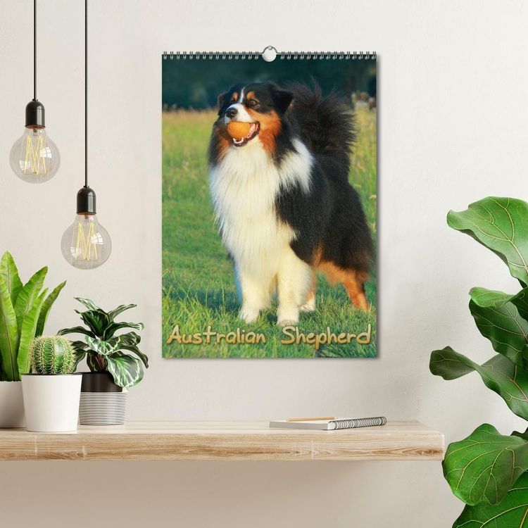 Produktbild: Australian Shepherd (Wandkalender 2027 DIN A3 hoch), CALVENDO Monatskalender