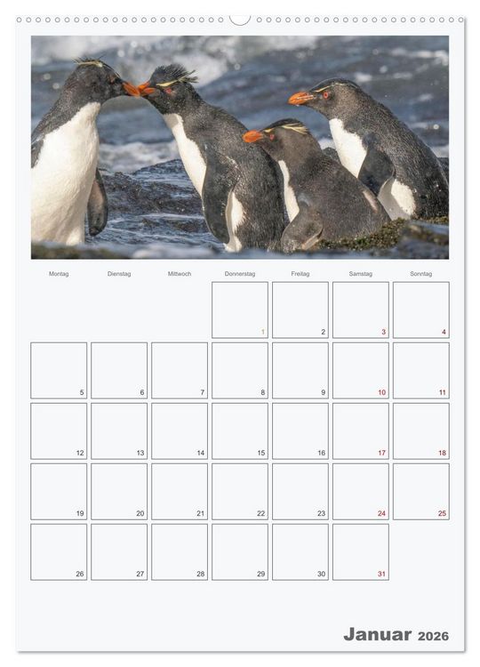 Produktbild: Alltag bei den Pinguinen auf Falkland (hochwertiger Premium Wandkalender 2026 DIN A2 hoch), Kunstdruck in Hochglanz