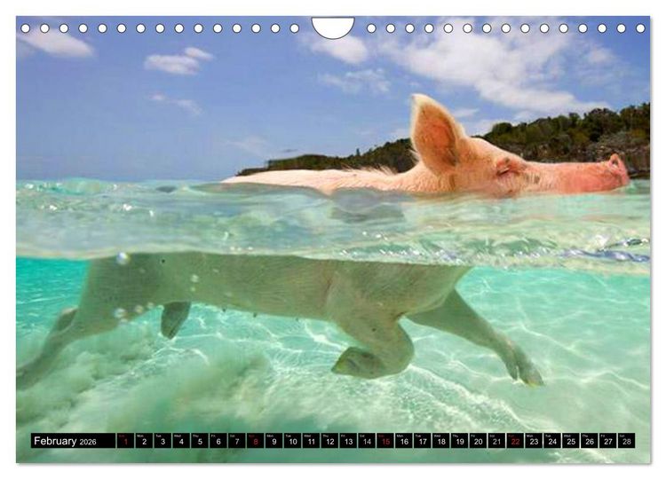 Produktbild: The Swimming Pigs of Bahamas (Wall Calendar 2026 DIN A4 landscape), CALVENDO 12 Month Wall Calendar