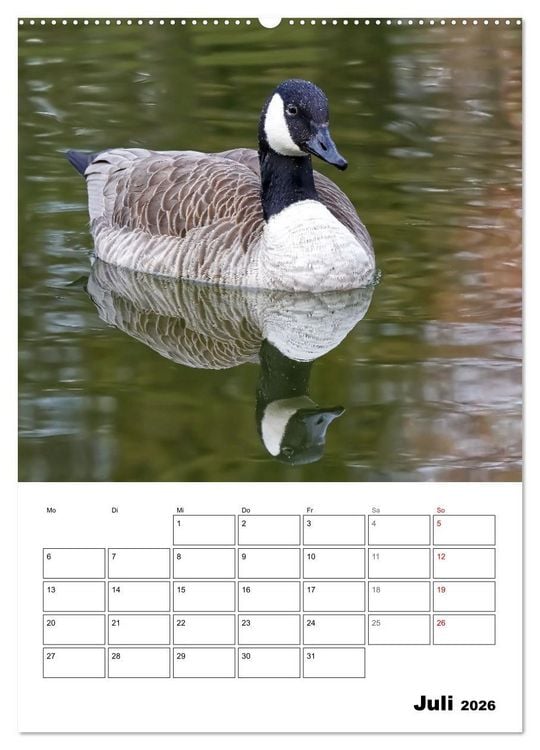 Produktbild: G&auml;nse, geliebte Wasserv&ouml;gel (hochwertiger Premium Wandkalender 2026 DIN A2 hoch), Kunstdruck in Hochglanz