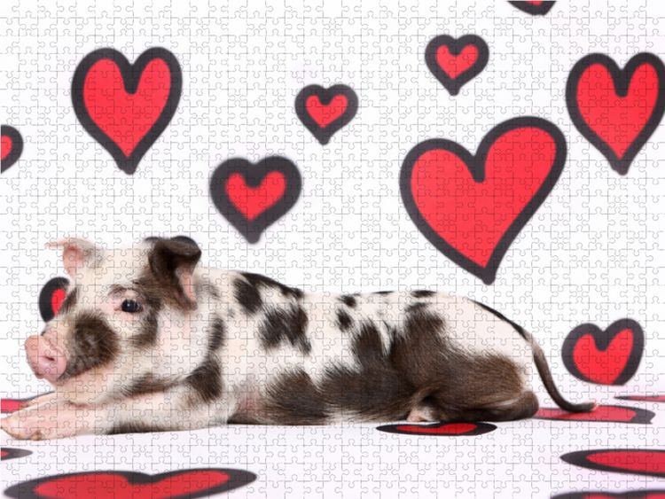 Produktbild: CALVENDO Puzzle Turopolje Ferkel / Turopolje Piglet 1000 Teile Lege-Gr&ouml;&szlig;e 64 x 48 cm Foto-Puzzle Bild von Jeanette Hutfluss