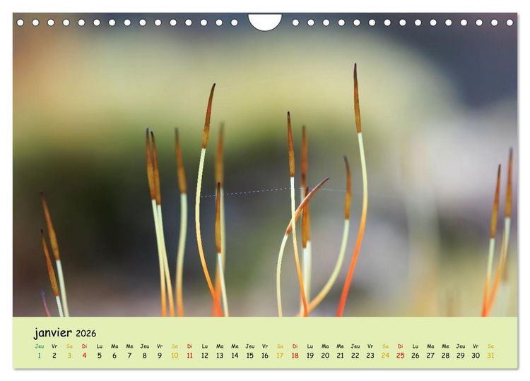 Produktbild: Le monde majestueux des mousses (Calendrier mural 2026 DIN A4 vertical), CALVENDO calendrier mensuel
