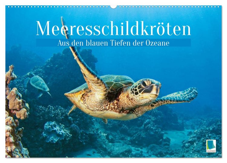 Produktbild: Meeresschildkr&ouml;ten: Aus den blauen Tiefen der Ozeane (Wandkalender 2026 DIN A2 quer), CALVENDO Monatskalender