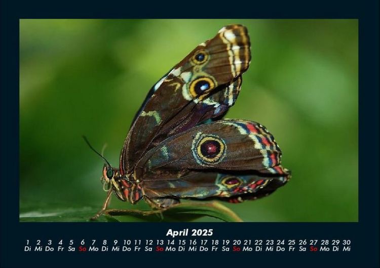 Produktbild: Bunte Pracht der Schmetterlinge 2025 Fotokalender DIN A4