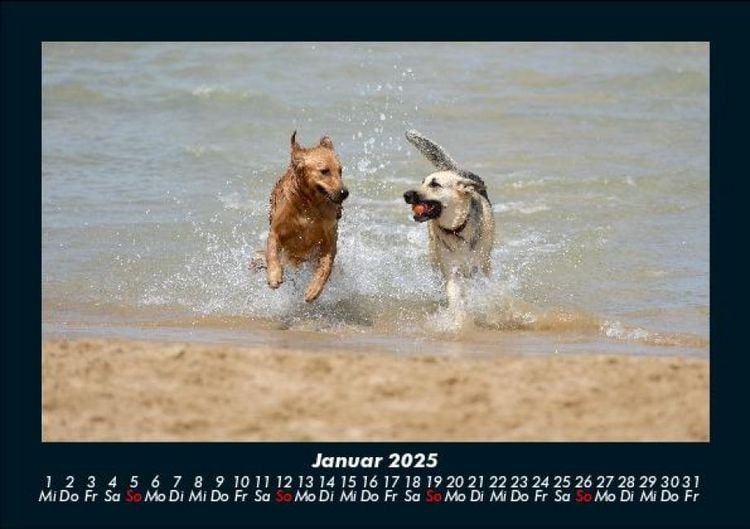 Produktbild: Hunde 2025 Fotokalender DIN A5