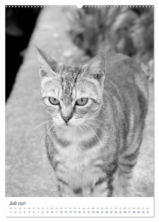 Produktbild: Wilde Katzen - Korsikas Samtpfoten (Wandkalender 2027 DIN A2 hoch), CALVENDO Monatskalender