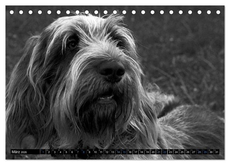 Produktbild: Carissimo Spinone Italiano (Tischkalender 2026 DIN A5 quer), CALVENDO Monatskalender