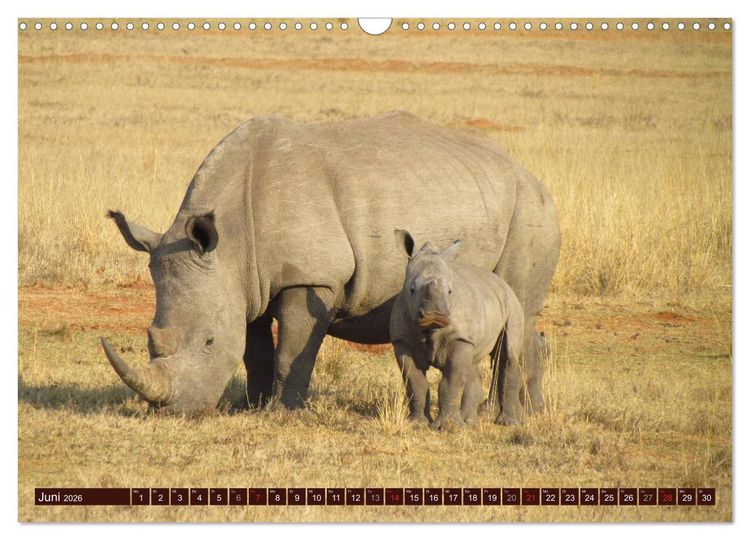 Produktbild: Afrikas wilde Sch&ouml;nheiten (Wandkalender 2026 DIN A3 quer), CALVENDO Monatskalender