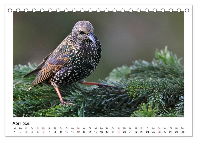 Produktbild: Heimische Gartenv&ouml;gel - Gefiederte Freunde (Tischkalender 2026 DIN A5 quer), CALVENDO Monatskalender