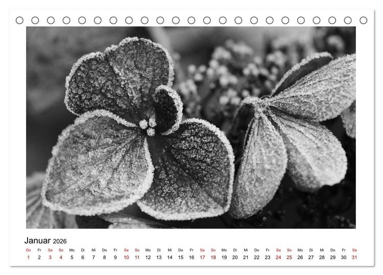 Produktbild: Die grafische Sch&ouml;nheit der Pflanzen &ndash; Schwarz-Wei&szlig; (Tischkalender 2026 DIN A5 quer), CALVENDO Monatskalender