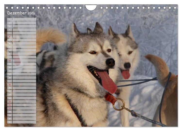 Produktbild: Huskies! (Wandkalender 2026 DIN A4 quer), CALVENDO Monatskalender