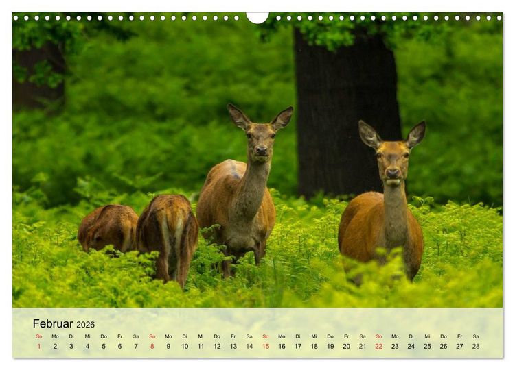 Produktbild: Rotwild. Edle Hirsche, stolze K&uuml;he (Wandkalender 2026 DIN A3 quer), CALVENDO Monatskalender