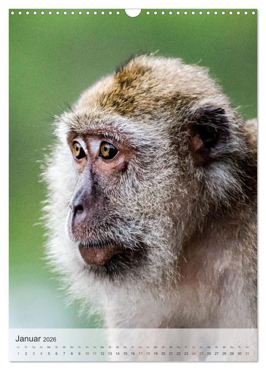 Produktbild: BORNEO Bedrohtes Paradies (Wandkalender 2026 DIN A3 hoch), CALVENDO Monatskalender