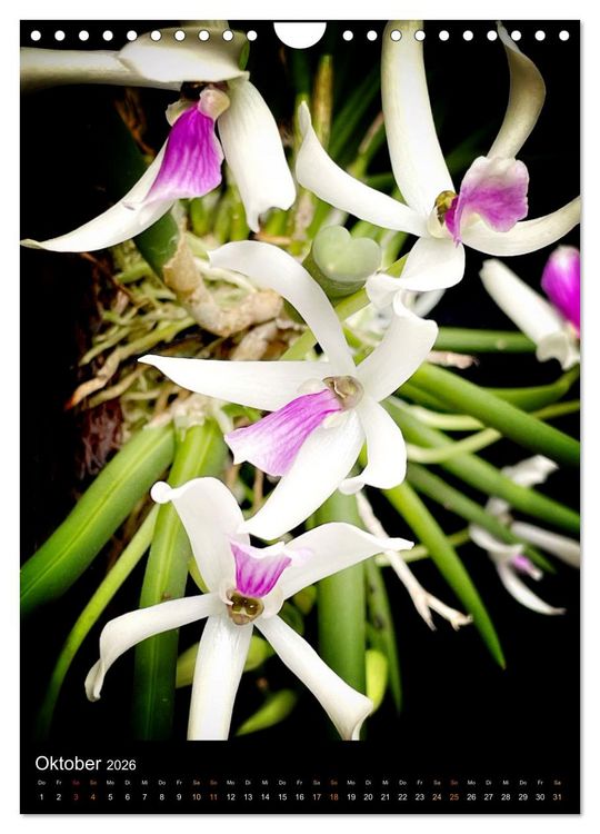 Produktbild: Orchideen - Exoten im Wohnzimmer (Wandkalender 2026 DIN A4 hoch), CALVENDO Monatskalender