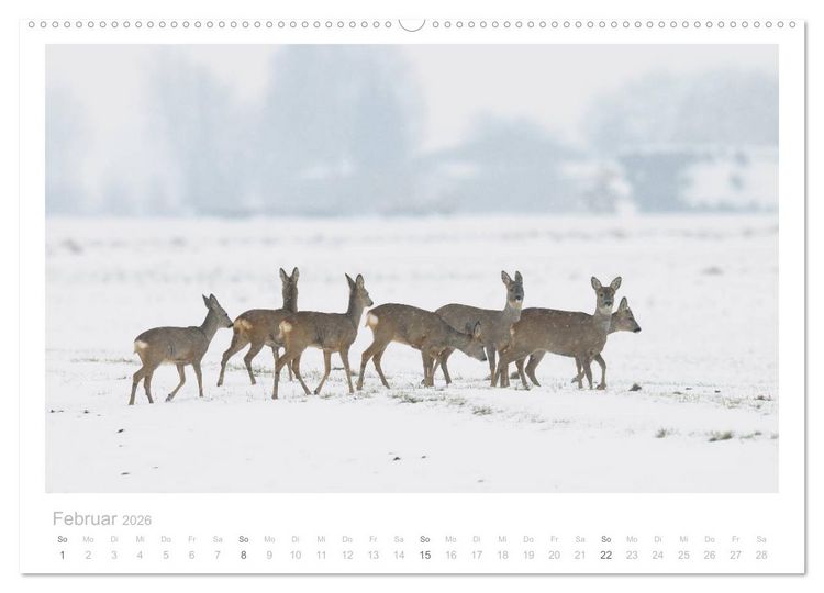 Produktbild: Rehwild 2026 (hochwertiger Premium Wandkalender 2026 DIN A2 quer), Kunstdruck in Hochglanz