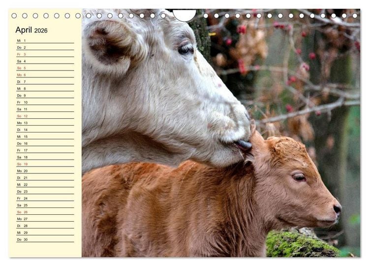 Produktbild: Gl&uuml;ckliche K&uuml;he auf saftigen Wiesen (Wandkalender 2026 DIN A4 quer), CALVENDO Monatskalender