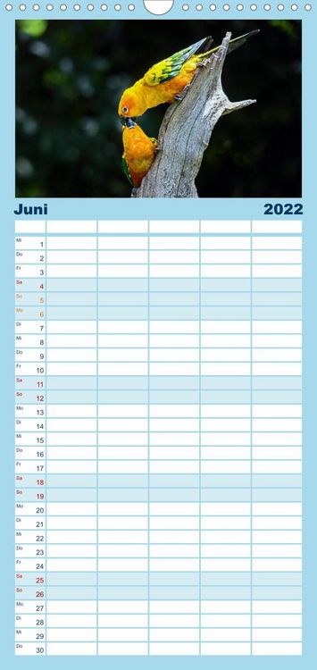 Produktbild: Papageien - Frech, sch&ouml;n und schlau - Familienplaner hoch (Wandkalender 2022 , 21 cm x 45 cm, hoch)