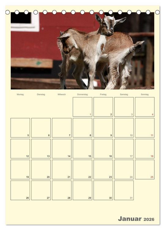 Produktbild: Zwergziegen (Tischkalender 2026 DIN A5 hoch), CALVENDO Monatskalender