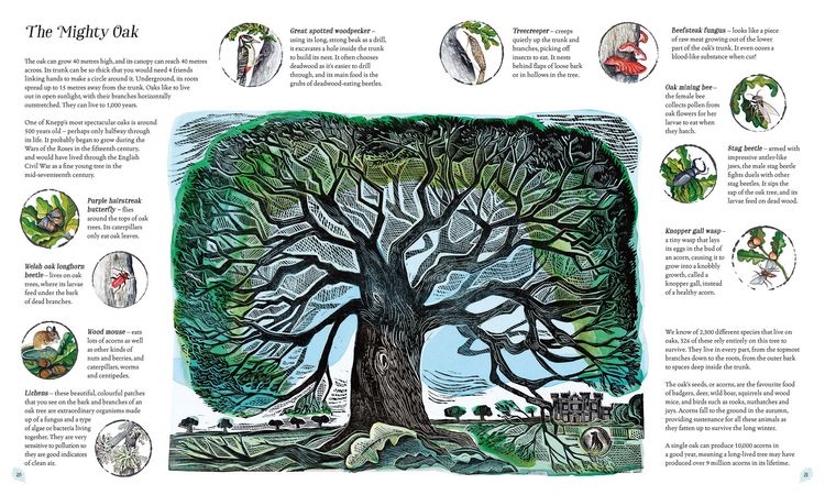 Produktbild: Wilding: How to Bring Wildlife Back - an Illustrated Guide