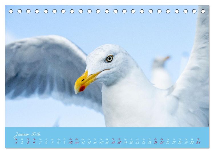 Produktbild: M&ouml;wen die Begleiter an Meer und See (Tischkalender 2026 DIN A5 quer), CALVENDO Monatskalender