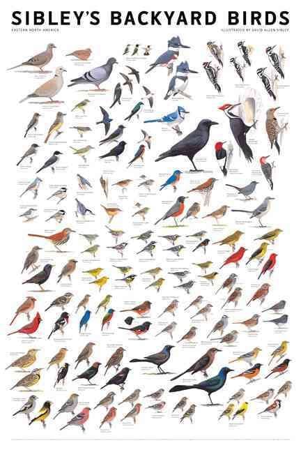 Produktbild: Sibley's Backyard Birds