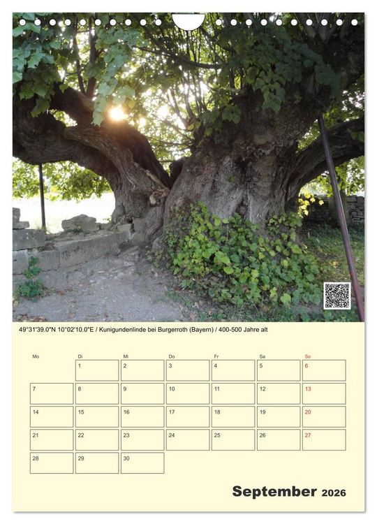Produktbild: Uralt - Mit QR-Code und GPS zu alten B&auml;umen (Wandkalender 2026 DIN A4 hoch), CALVENDO Monatskalender