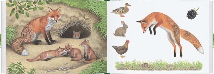 Produktbild: Tiere im Wald