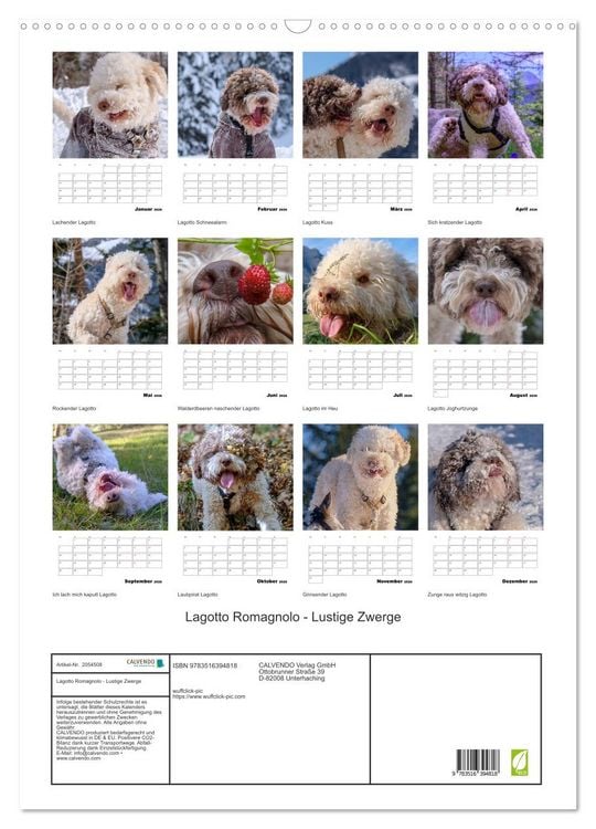 Produktbild: Lagotto Romagnolo - Lustige Zwerge (Wandkalender 2026 DIN A2 hoch), CALVENDO Monatskalender