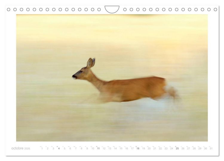 Produktbild: Un an avec des chevreuils (Calendrier mural 2026 DIN A4 vertical), CALVENDO calendrier mensuel