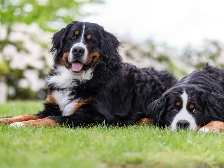 Produktbild: CALVENDO Puzzle Berner Sennenhunde im Fr&uuml;hling 1000 Teile Lege-Gr&ouml;&szlig;e 64 x 48 cm Foto-Puzzle Bild von Annett Mirsberger