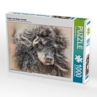 Produktbild: CALVENDO Puzzle Pudel vom Winde verweht | 1000 Teile Lege-Gr&ouml;&szlig;e 64x48cm Foto-Puzzle f&uuml;r gl&uuml;ckliche Stunden
