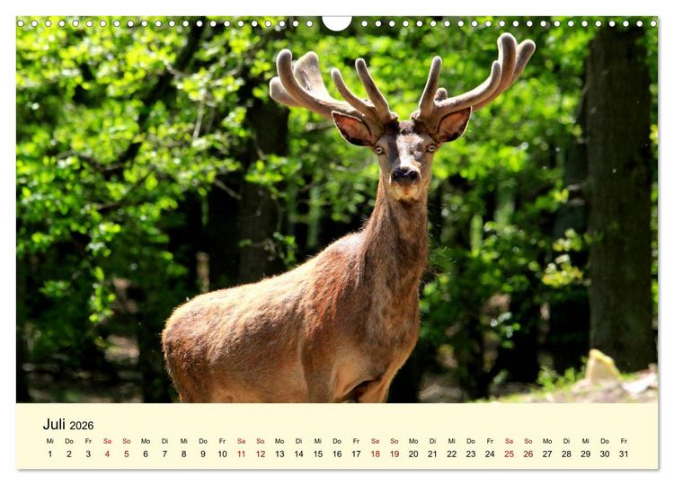 Produktbild: Der Rothirsch - Der K&ouml;nig in unseren W&auml;ldern (Wandkalender 2026 DIN A3 quer), CALVENDO Monatskalender