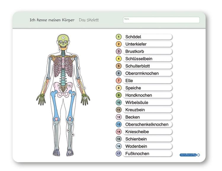 Produktbild: Ich kenne meinen K&ouml;rper - Das Skelett