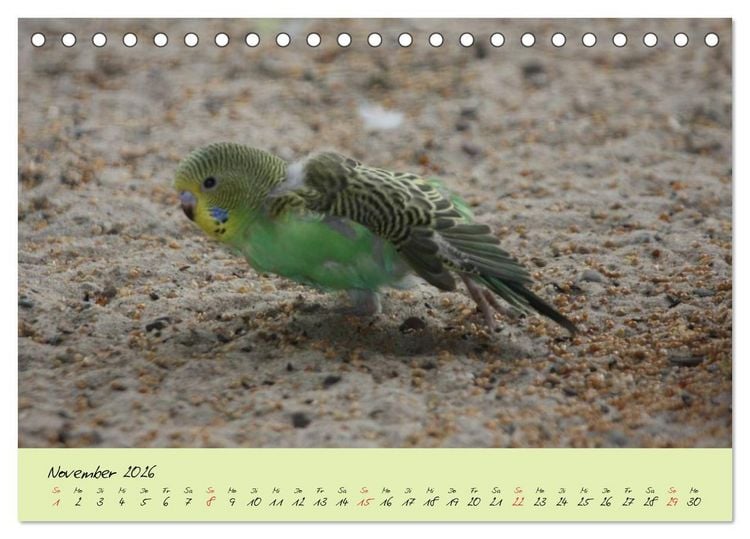 Produktbild: Wellensittiche - Gefiederte Freunde (Tischkalender 2026 DIN A5 quer), CALVENDO Monatskalender