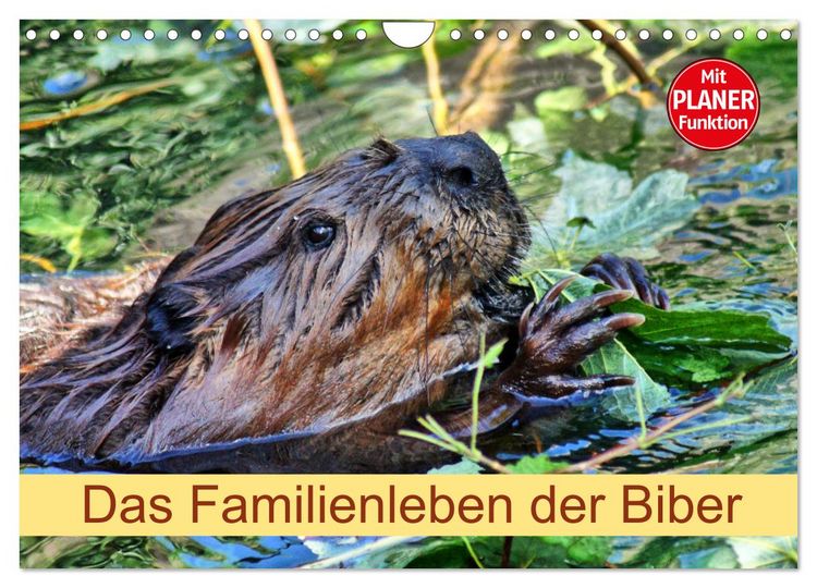 Produktbild: Das Familienleben der Biber (Wandkalender 2026 DIN A4 quer), CALVENDO Monatskalender