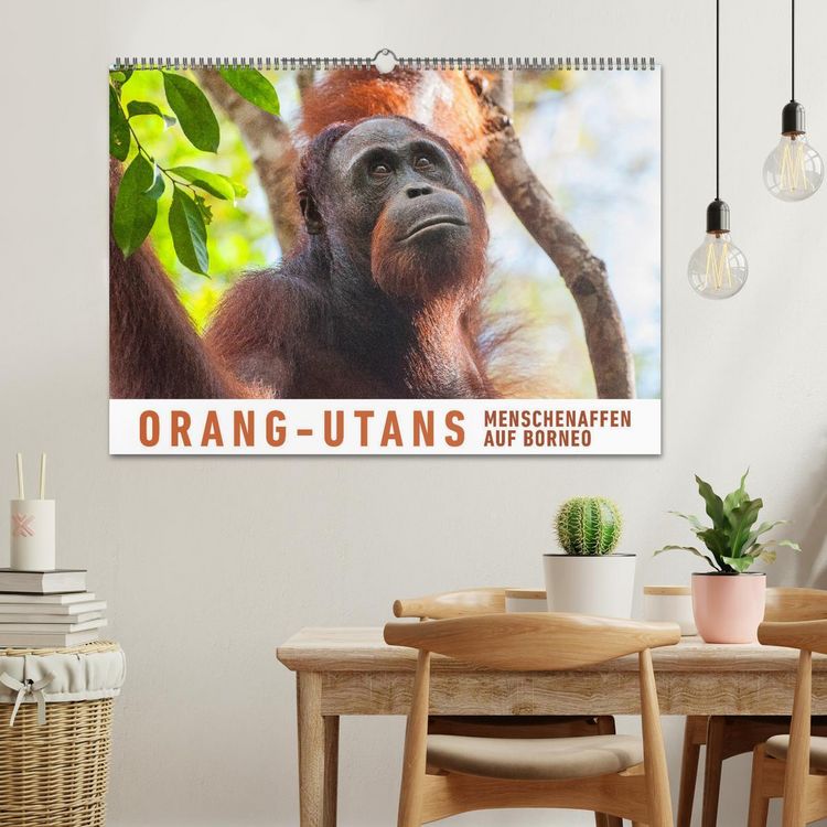 Produktbild: Orang-Utans Menschenaffen auf Borneo (Wandkalender 2026 DIN A2 quer), CALVENDO Monatskalender