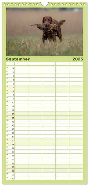 Familienplaner 2025 - Jagdhunde bei der Arbeit mit 5 Spalten (Wandkalender, 21 x 45 cm) CALVENDO