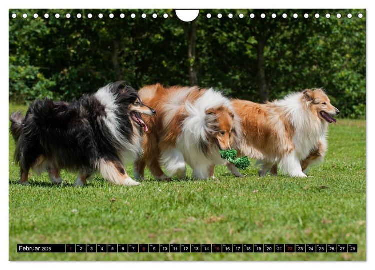 Produktbild: Collie - Mein bester Freund (Wandkalender 2026 DIN A4 quer), CALVENDO Monatskalender