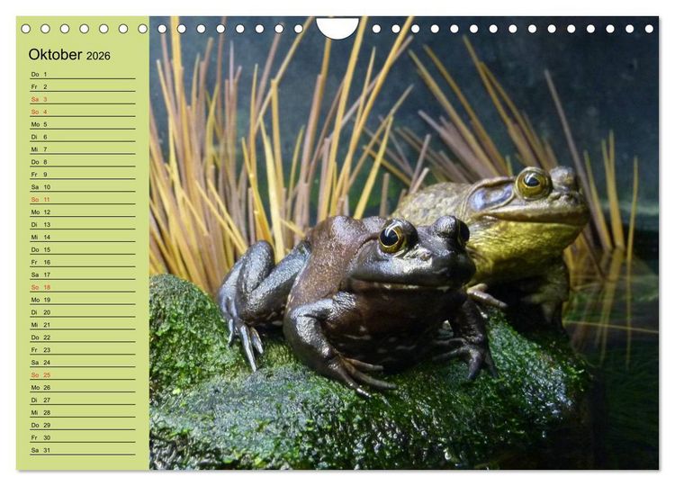 Produktbild: Frosch m&uuml;sste man sein! (Wandkalender 2026 DIN A4 quer), CALVENDO Monatskalender