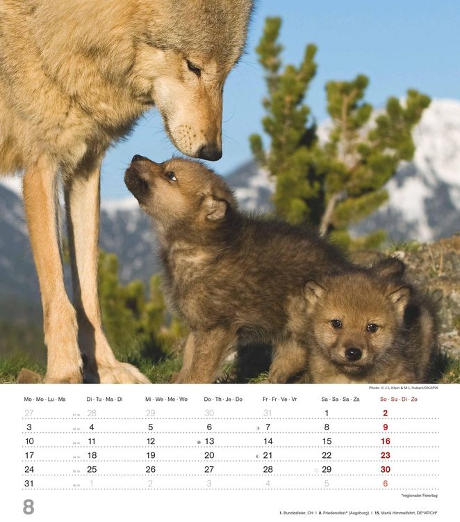 Produktbild: Mythos Wolf 2026 - Foto-Kalender - Wand-Kalender - 30x34