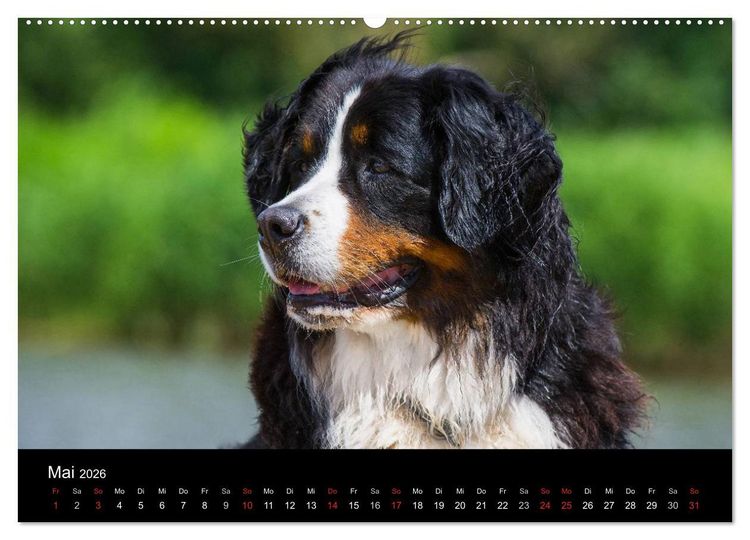 Produktbild: Treuer Freund Berner Sennenhund (hochwertiger Premium Wandkalender 2026 DIN A2 quer), Kunstdruck in Hochglanz