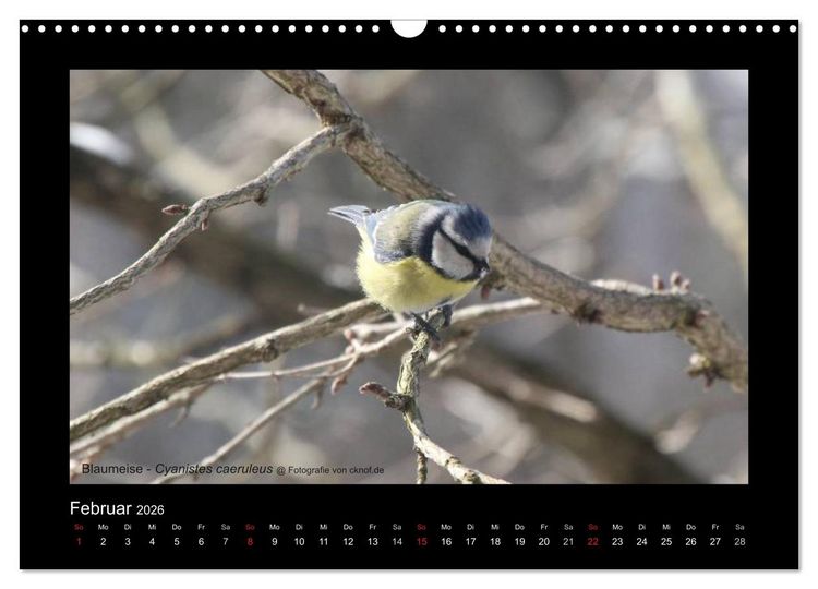 Produktbild: Wildtiere (Wandkalender 2026 DIN A3 quer), CALVENDO Monatskalender